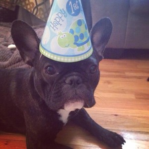 Jen's fur baby, Pierre Casson, recently celebrated his first birthday