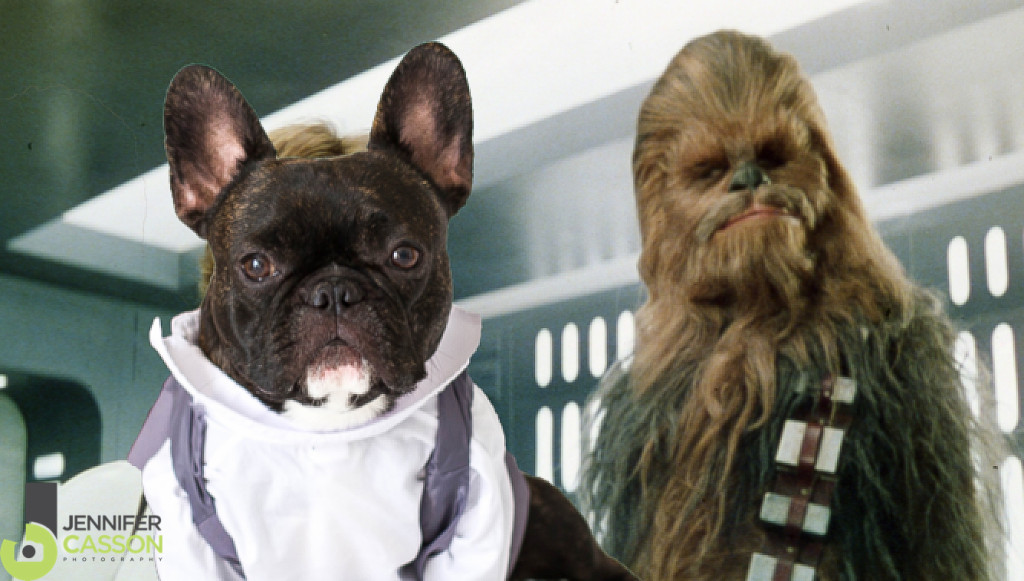 Han Solo Pierre the French bulldog Star Wars Jennifer Casson Tripucka Photography