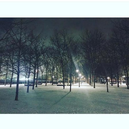 night-time-snowy-trees