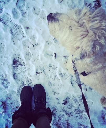 snow-boots-dog