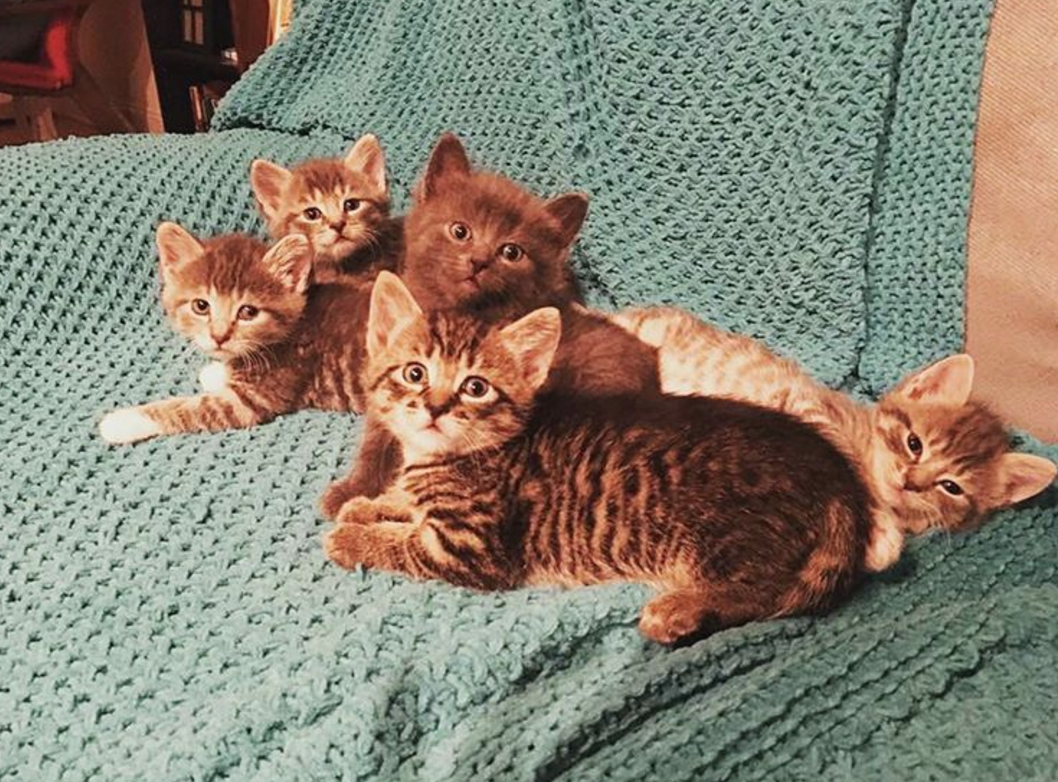 lhs-kittens