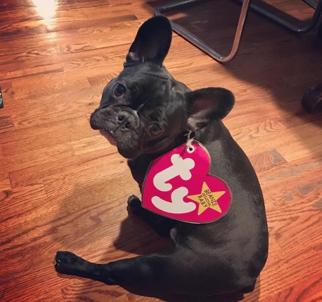 toothless_thefrenchie