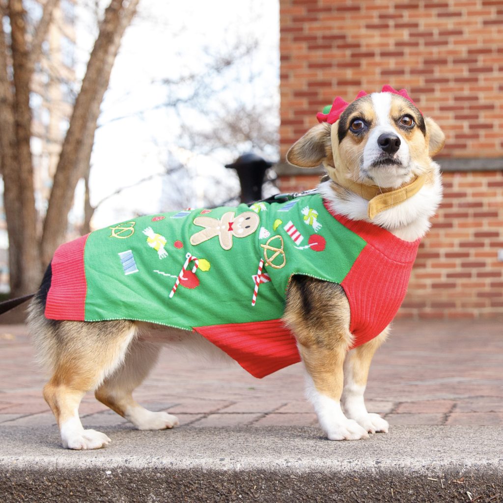 dogs-wearing-holiday-costumes
