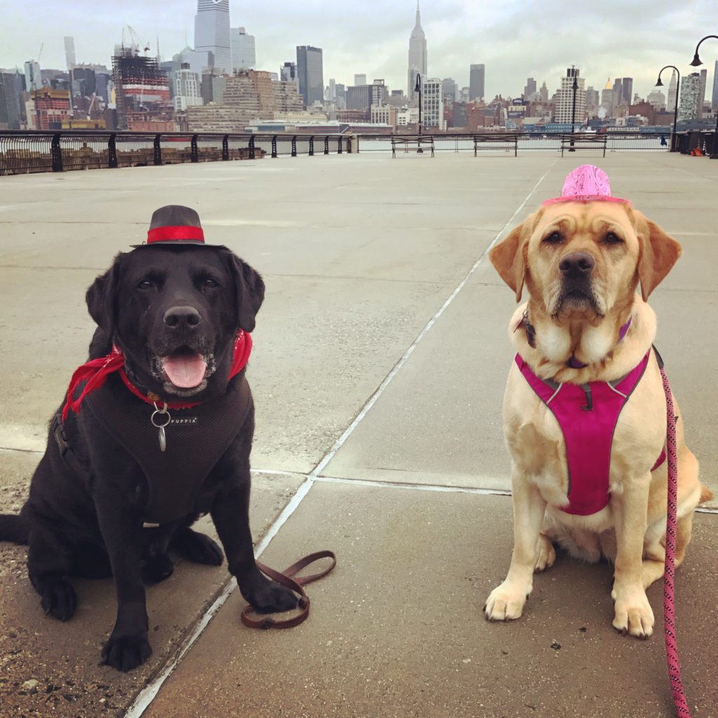 dogs-dressed-as-frank-sinatra