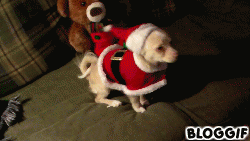 festive-dogs