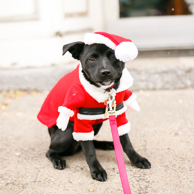 dogs-in-holiday-costumes