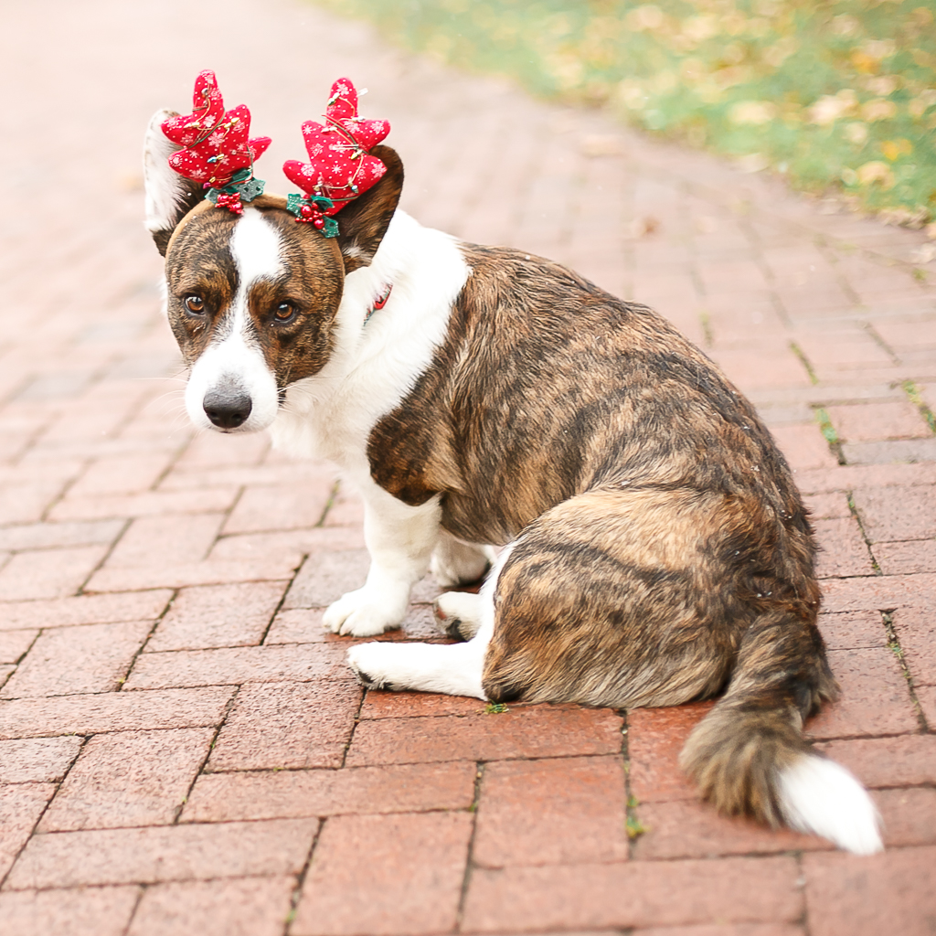 dog in antlers