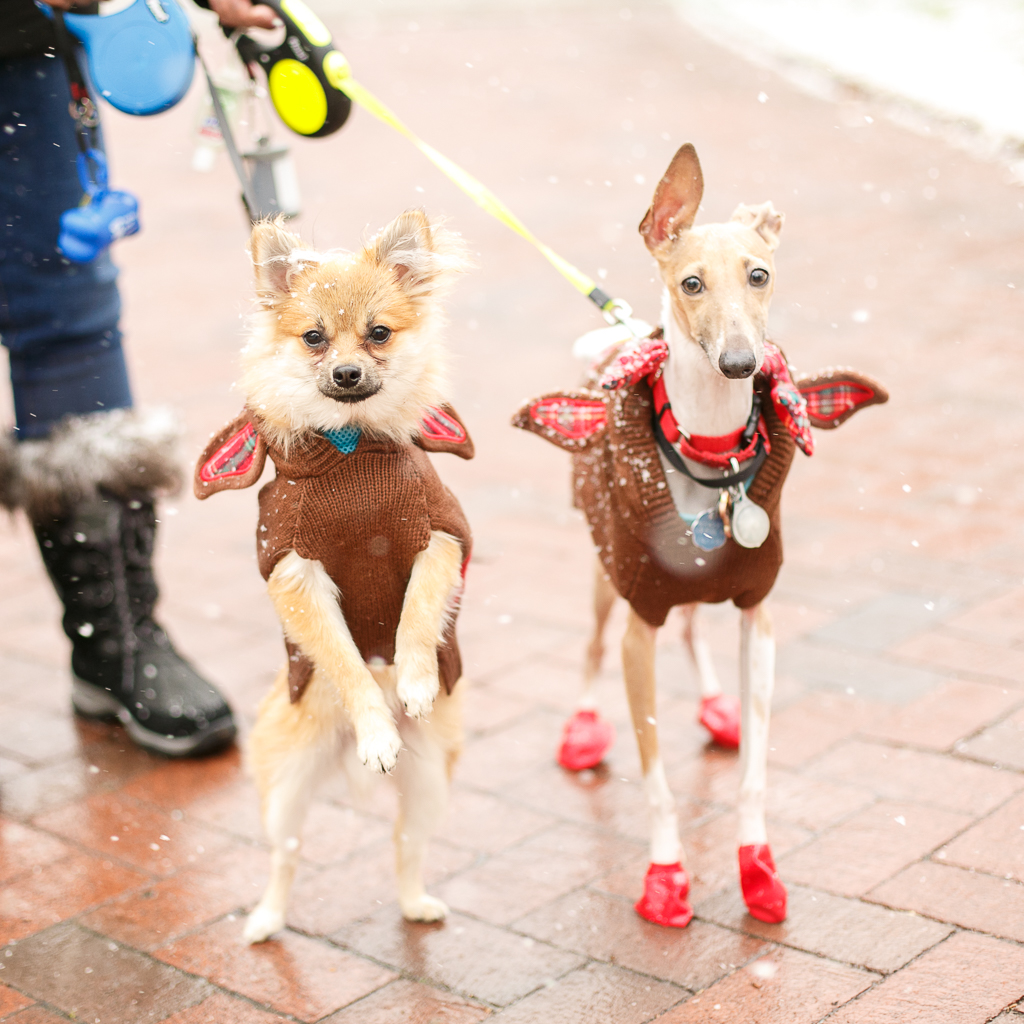holiday dog costumes
