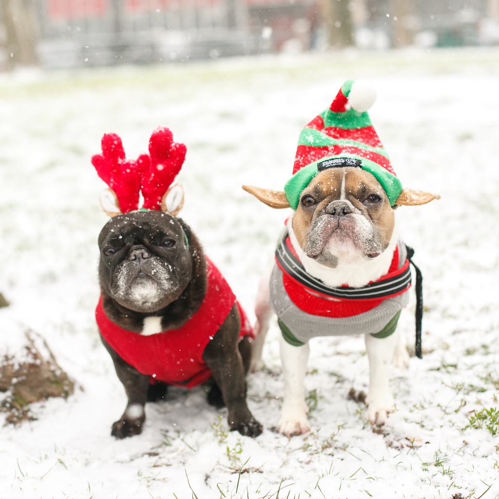 frenchies in holiday costumes