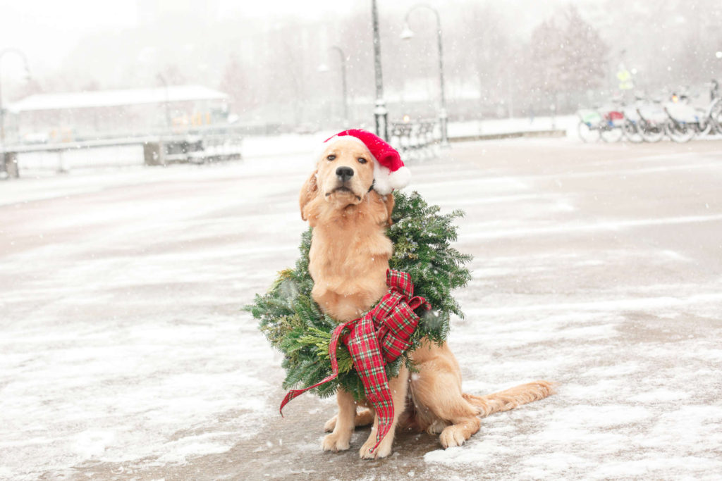 dogs in holiday costumes
