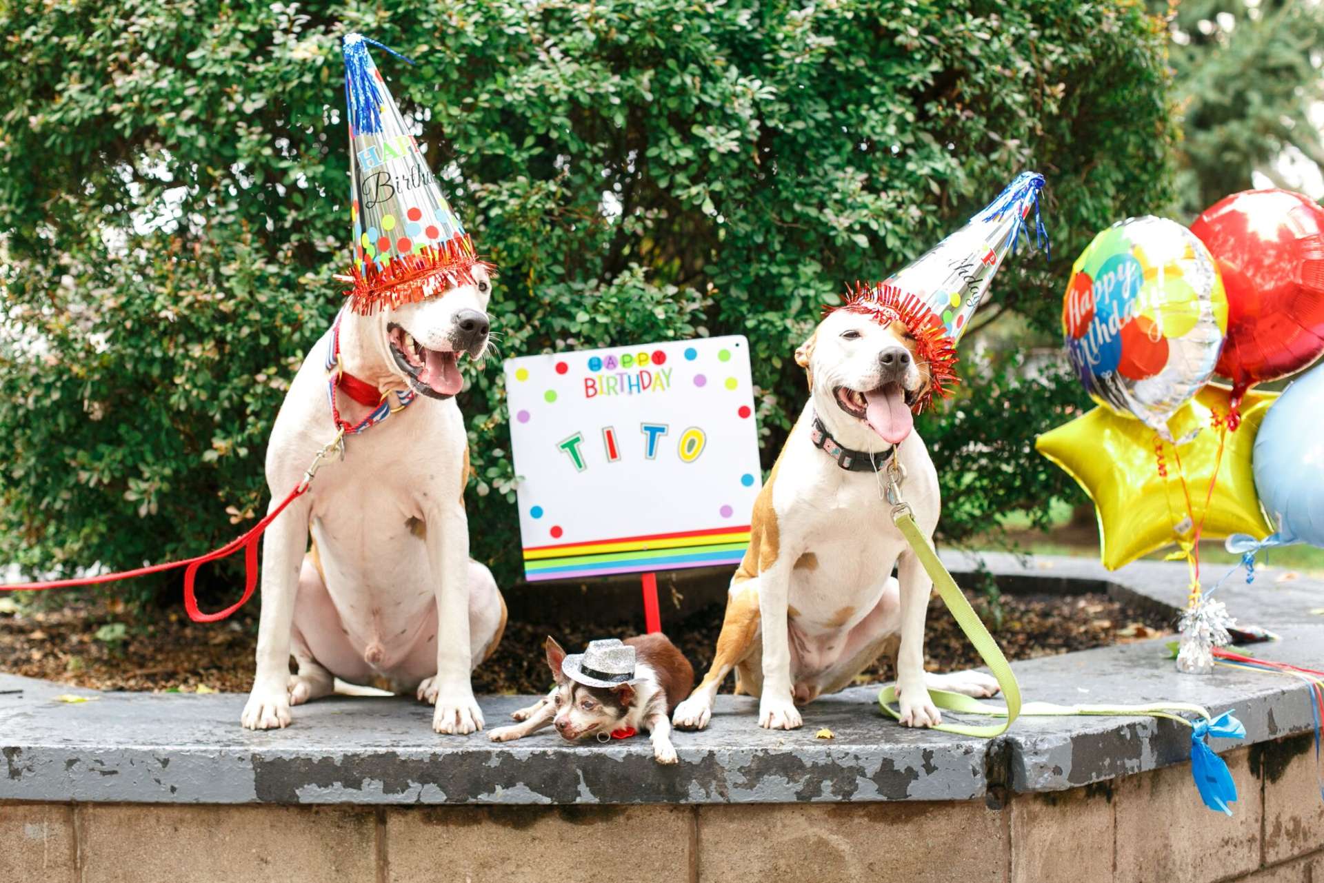 Tito The Chihuahua Celebrates His 16th Birthday {and You're Invited ...