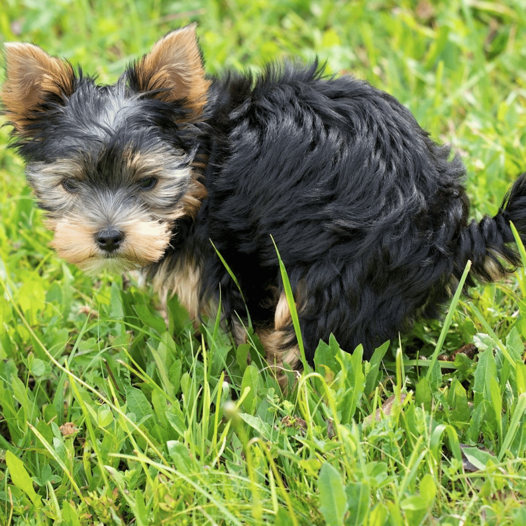 Hoboken Wants You to Adopt a Pet Waste Station - Hoboken Girl