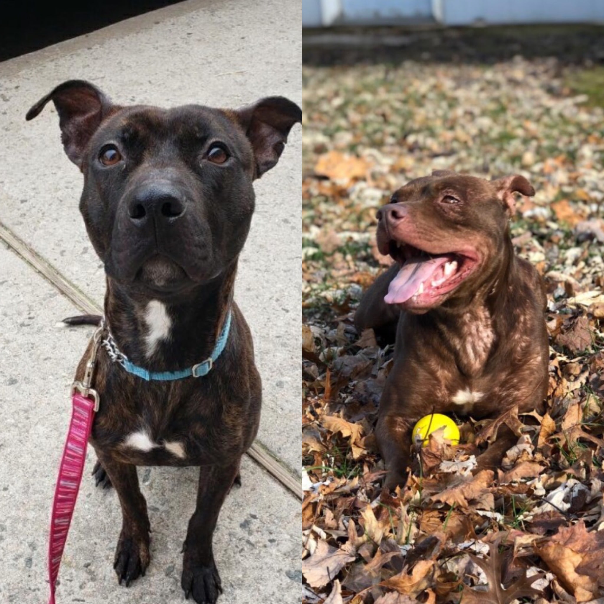 Meet Phoebe + Rain: A Bull Terrier Mix + Hound Mix in Need of a Home ...