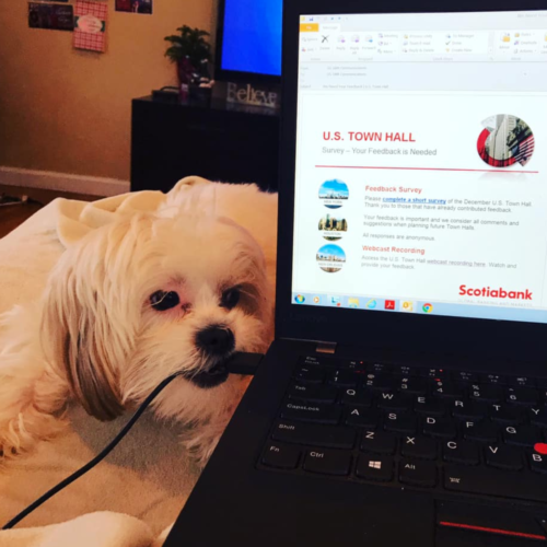 rylee pets working from home