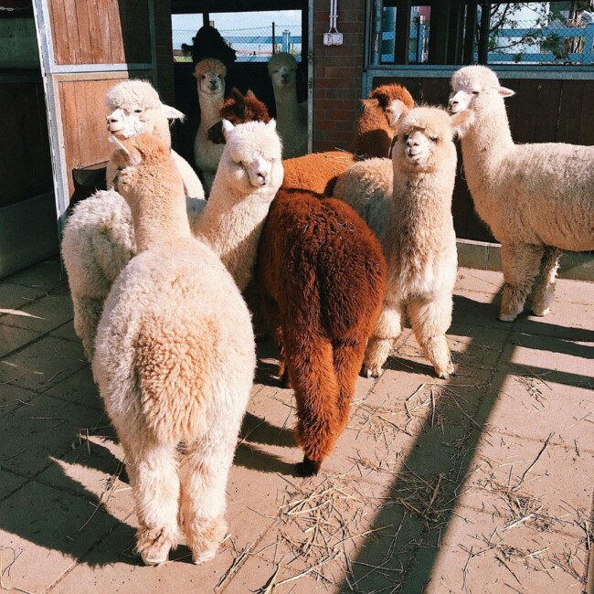 alpaca farms new jersey