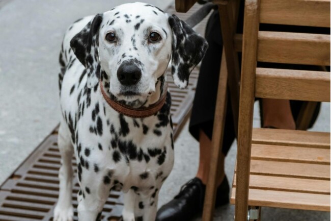 dog friendly businesses