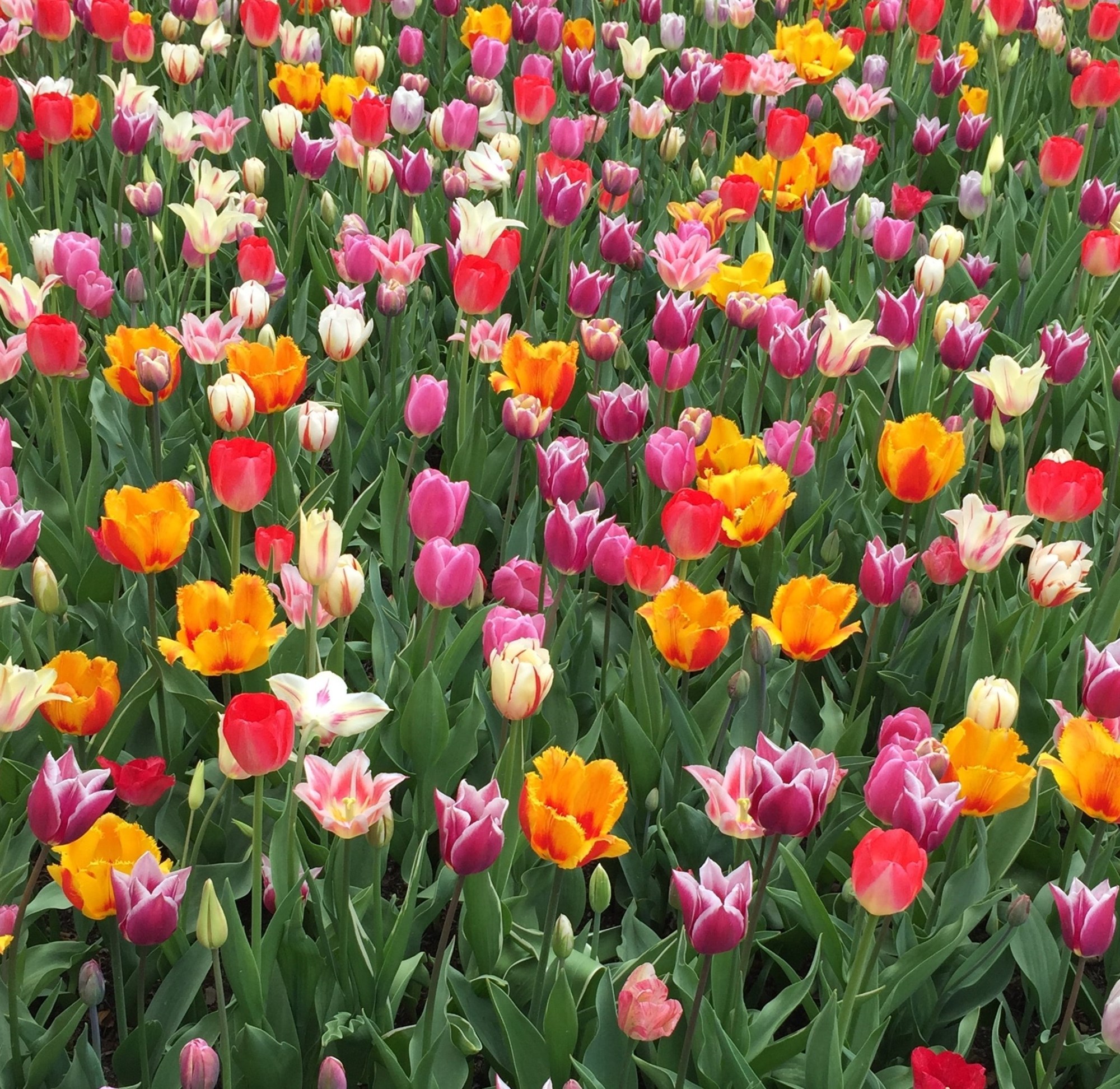 Spring in bloom in Jersey City, NJ