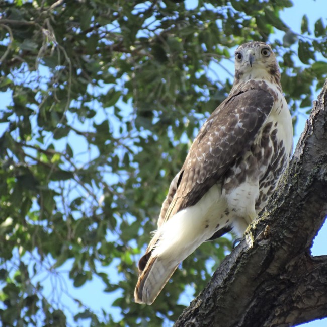 red tailed hawk