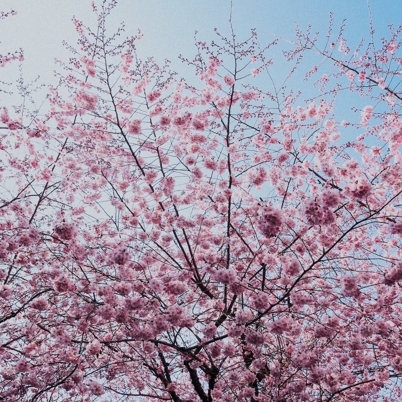 The Best Spots To See Cherry Blossoms In North Jersey - Hoboken Girl