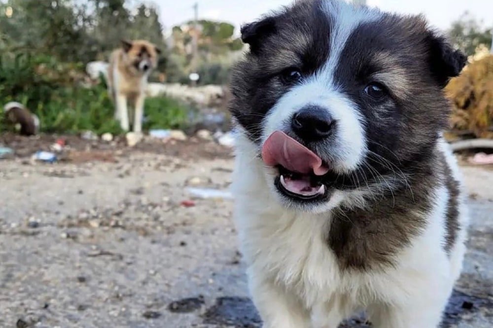 how many puppies can canaan dog give birth to