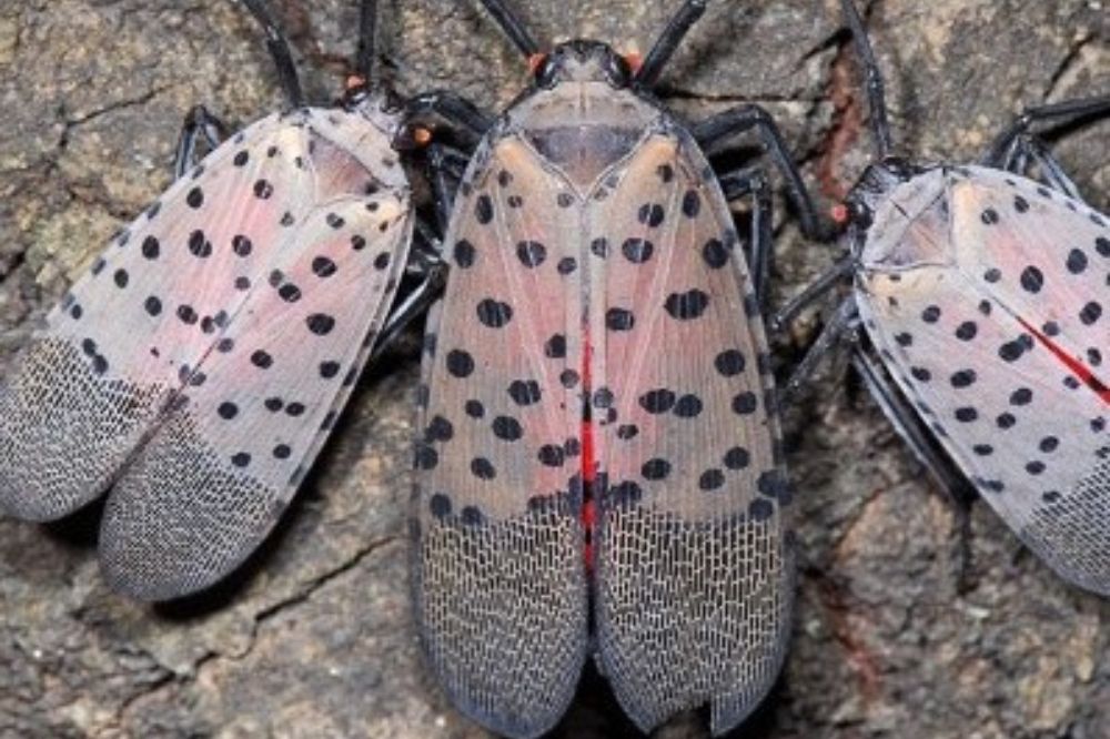 Lanternflies in New Jersey Here's What to Do If You See One Hoboken Girl