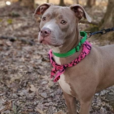 American Bulldog Mix Sandy Pit Bull Terrier Zofia Are Looking To Be - Girl