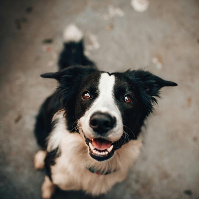 dog-friendly bars hoboken