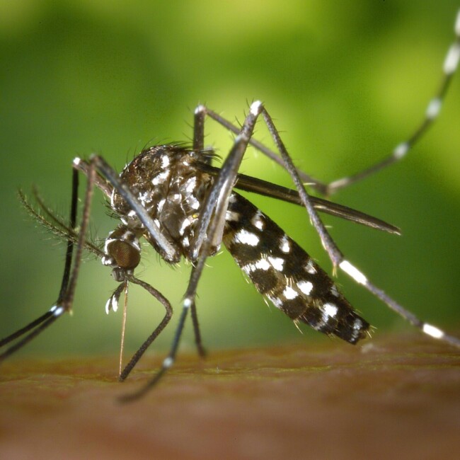 Mosquito West Nile