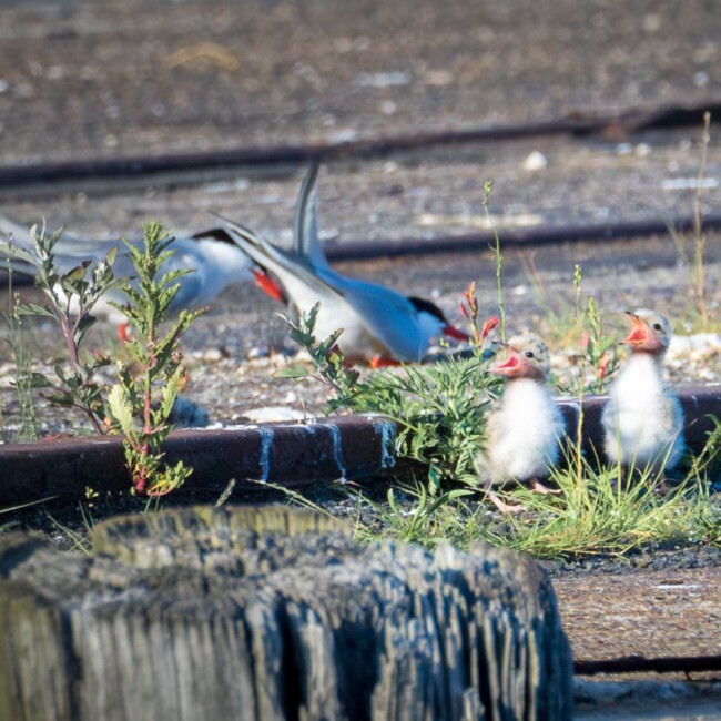 The Common Tern is Officially Hoboken's Honorary Bird - Hoboken Girl