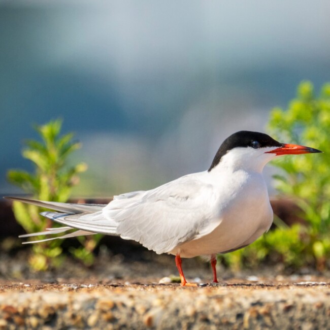 The Common Tern is Officially Hoboken's Honorary Bird - Hoboken Girl