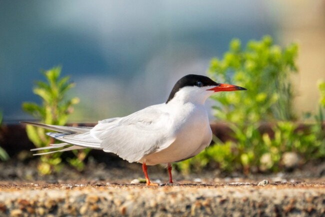 common tern hoboken