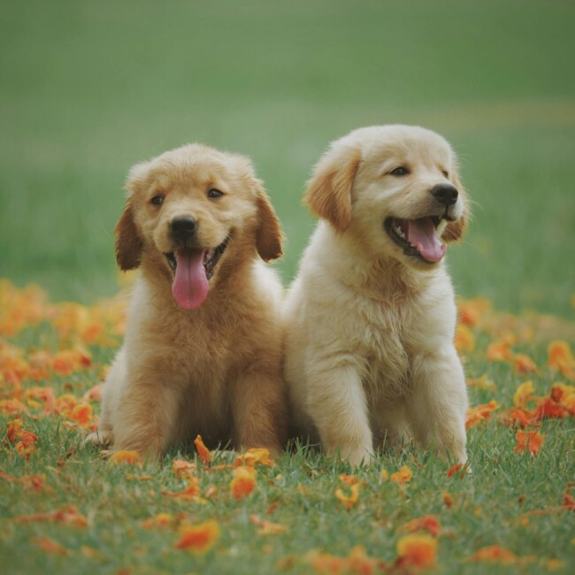 puppy yoga northern new jersey