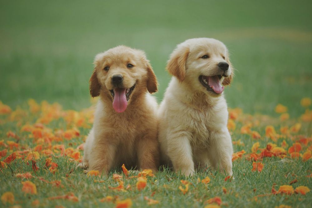 puppy yoga northern new jersey