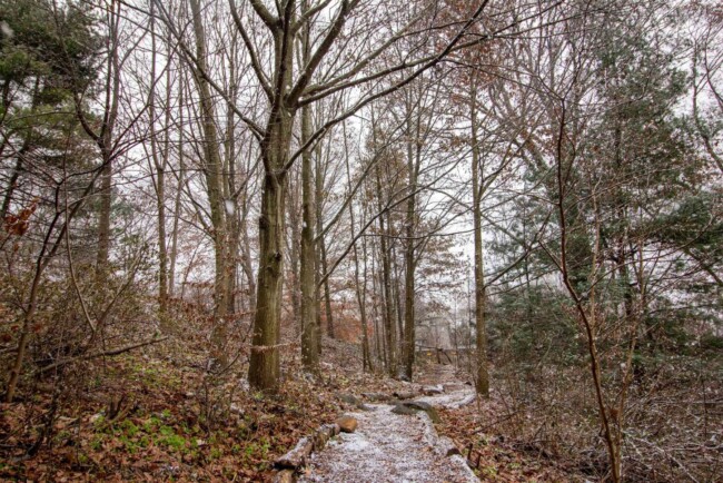 Wave Hill Forest Bathing