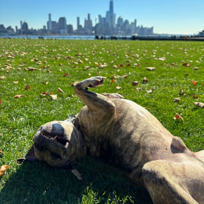 hoboken-girl-puppy-bowl-2025