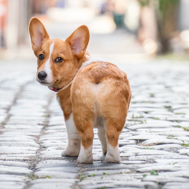 hoboken-girl-puppy-bowl-2025