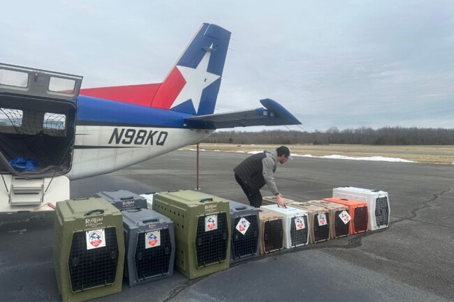 animal rescue mission pilots to the rescue new jersey east coast